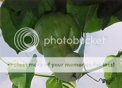 Hình đã gửi