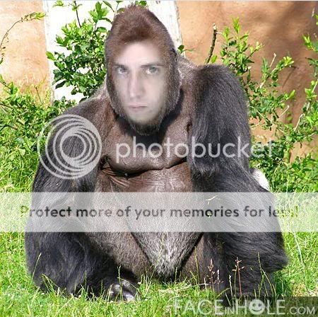 indgorilla.jpg