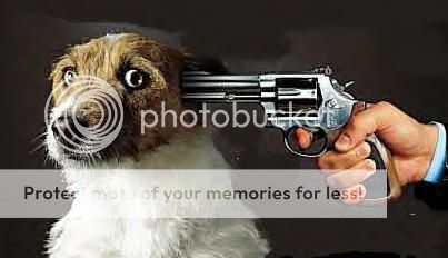 puppygetsit.jpg