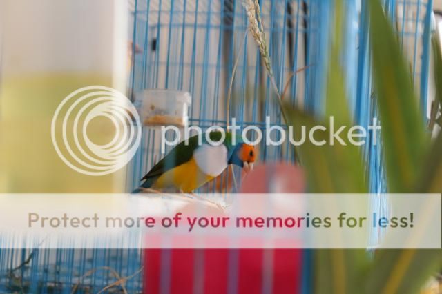 Chim bảy màu tơ - 6