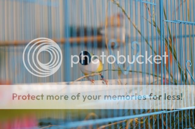 Chim bảy màu tơ - 5