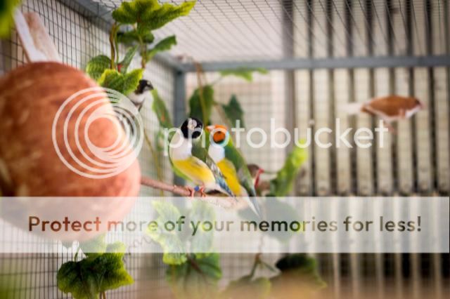 Chim bảy màu tơ - 3