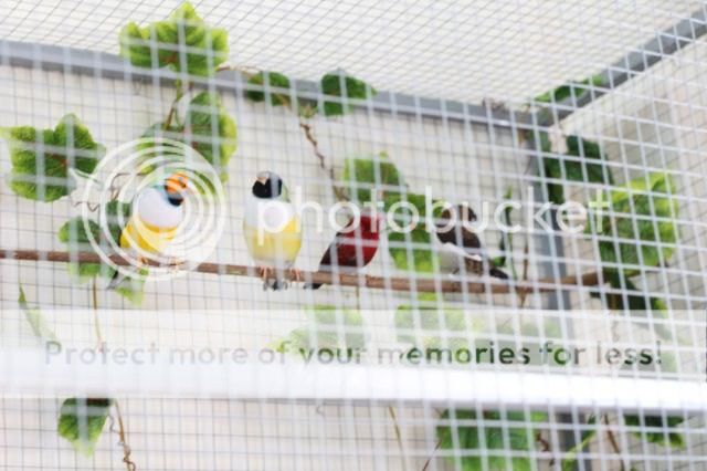 Chim bảy màu tơ - 4