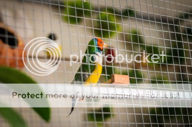 Chim bảy màu tơ - 2