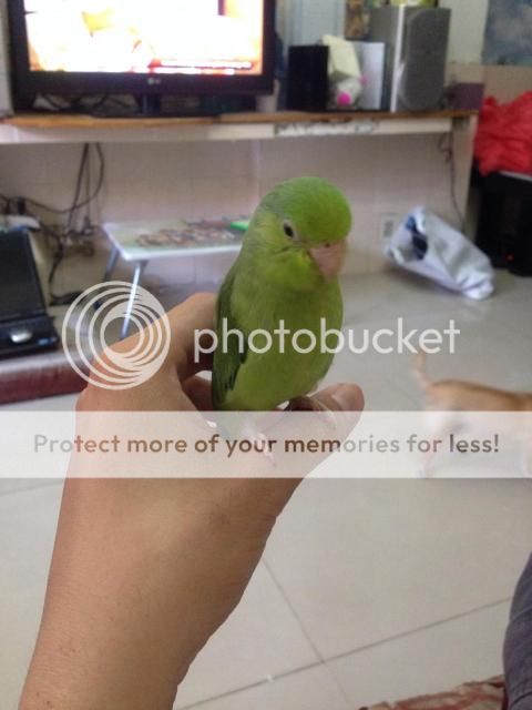 vẹt PARROTLET - 1